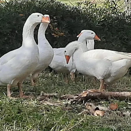 Bio Mare In Campagna Farm stay Campofilone